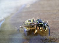 Yorkshire wasp control 376591 Image 3